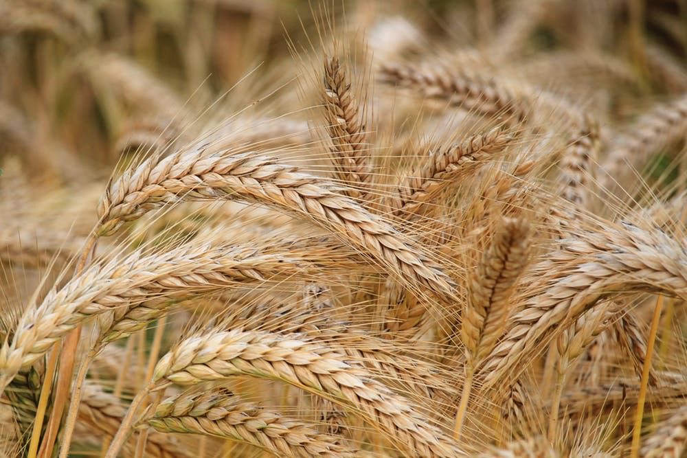 Dosch organic wheat growing in a field
